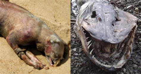 17 real life monsters and the truth behind each