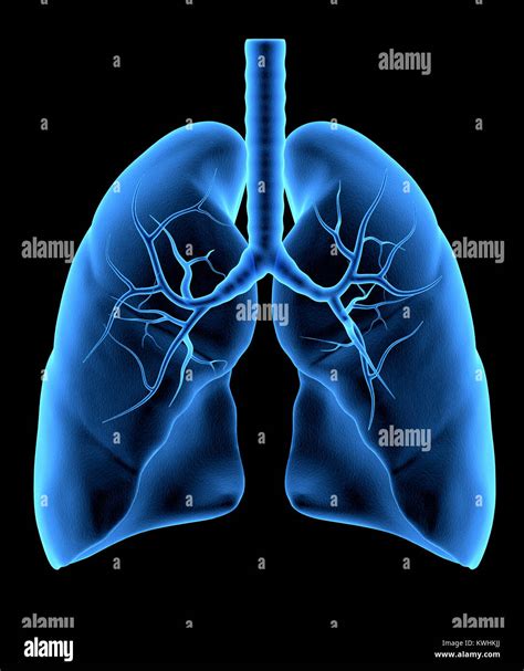 menschliche lungen fotos und bildmaterial  hoher aufloesung alamy