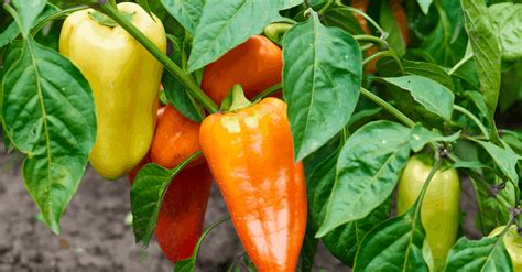 bell peppers   plant grow  harvest trim  weed