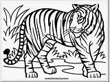 Tiger Coloring Pages Tigers Preschool Cartoon Print Getdrawings Getcolorings sketch template