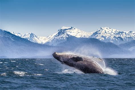 whale watching spots   united states