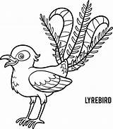 Lyrebird Lyre Bird Illustrations Coloring Book Children Stock Vector Illustration Vectors Dreamstime sketch template