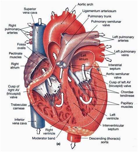 heart anatomy chambers valves  vessels anatomy physiology