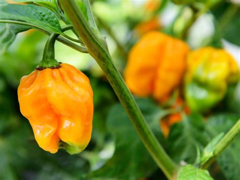 yellowbird habanero deals outlet save  jlcatjgobmx