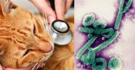 Deadly Disease Outbreak In The U S Cat Owners Beware
