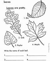 Coloring Leaf Leaves Pages Printable Tree Arbor Color Print Types Trees Sheets Colouring Kids Sheet Fall Printables Worksheets Large Activities sketch template