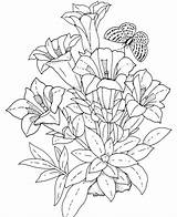 Bluebonnet Flower Drawing Coloring Getdrawings sketch template