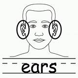 Clip Ears Body Clipart Ear Two Coloring Parts Pages Outline Part Diagram Cliparts Neck Clipartbest Thigh Use Human Clipartpanda Privacy sketch template