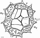 Mikroskopie Quagga Naturwissenschaften Ausführung Wählen Blattes Pelargonium Zellen sketch template
