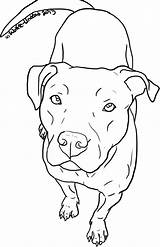 Pitbull Coloring Pit Drawing Pages Dog Line Face Clipart Drawings Bull Easy Puppy Undead Head Pitbulls Realistic Dogs Wolfie Animal sketch template