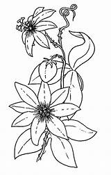 Passiflora Coloring 85kb sketch template