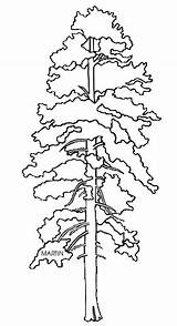 Pine Tree Ponderosa Drawing Sketch State Clipart Paintingvalley Getdrawings sketch template