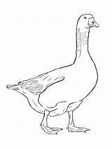 Coloring Pages Goose Birds Recommended Gooses sketch template