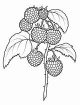 Raspberries Supercoloring Raspberry sketch template