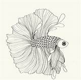 Fish Fighting Siamese Drawing Coloring Pages Template Behance Getdrawings Japanese sketch template