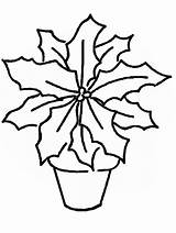 Poinsettia Gifgratis Codes Prend Malvorlage sketch template