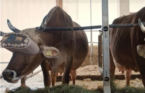 Cows That Wear Vr Headsets To Reduce Stress