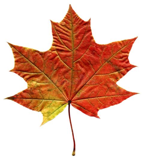 maple stock photo image  collection autumn isolated