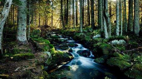bayerischer wald nationalpark mittelgebirge kultur planet wissen