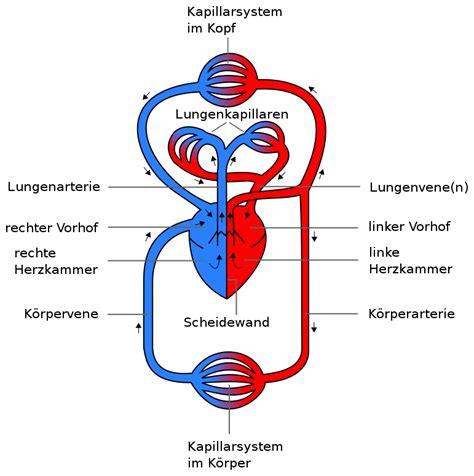 fileanatomie blutkreislaufsvg wikimedia commons