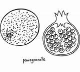 Pomegranate Melograno Grafica Illus sketch template