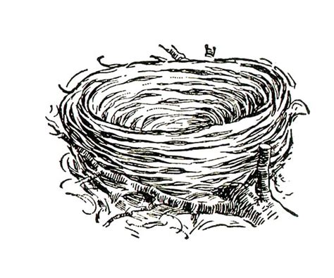 bird nest  dry grass coloring pages  place  color birds