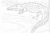 Crocodile Coloring Alligator Pages Colouring Animal Animals Kids Printable Reptile Crocodiles Zoo Bestcoloringpagesforkids Results Choose Board Reptiles sketch template