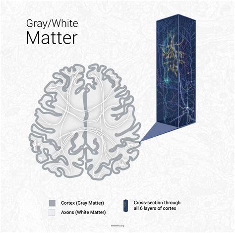 gray matter  white matter white matter wins