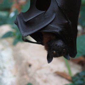 black bat bat species