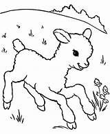 Coloring Sheep Lamb Baby Little Running Meadow Aroung Kids Coloringsky sketch template