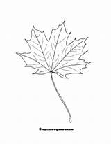 Leaf Coloring Maple Pages Leaves Autumn Parenting Leehansen Drawing Print Fall Color Gif Adobe Link Pdf Format Click Size Colouring sketch template