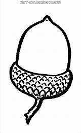 Nut Coloringhome Peanut sketch template