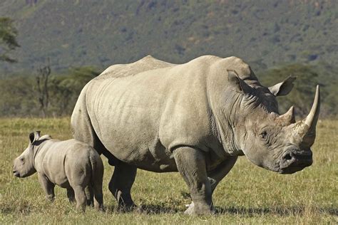 white rhinoceros wallpapers wallpaper cave