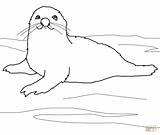 Phoque Harp Groenland Ausmalbild Junge Robben Seals sketch template