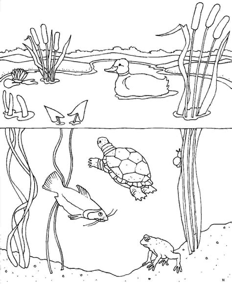 pond animals coloring pages  getcoloringscom  printable