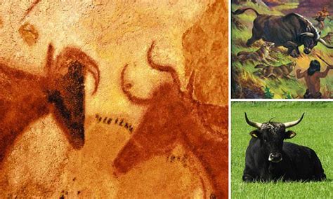 cattle  bred  resemble  extinct aurochs   ancient cave