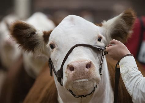 hereford show ends   thrill national western stock show