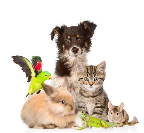 care  pet animals tips  tricks  children