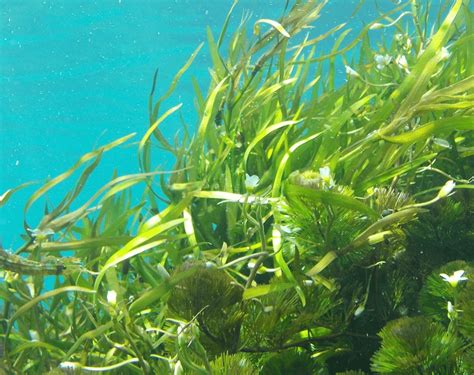 growing crops  liquid seaweed kelp fertiliser kemgro crop solutions