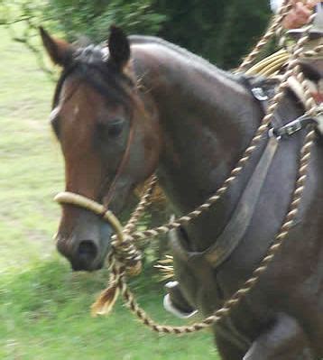 tie  mecate fitting  bosal horse training blog