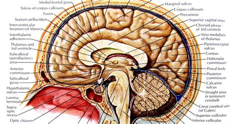 saggital section   brain