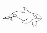 Orque Orca Orcas Dessins Exclusif Whales Sea Archivioclerici Shark Shamu sketch template