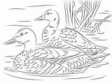 Coloring Mallard Ducks Reales Supercoloring Dibujos Colorare Canard Coppia Reali Germani Gratuitement Imprimez Salvajes Patolino Stockente Germano Reale Patos Pato sketch template