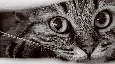 1366x768 Cat Wallpapers 10542 Wallpaper Walldiskpaper