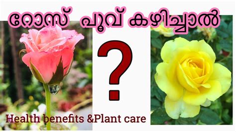 health benefits  rose rose water preparation rose plant diseases