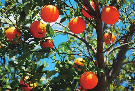 cuidados basicos  los arboles frutales unnoba