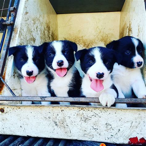 guide  buying  sheepdog puppy sellmylivestock
