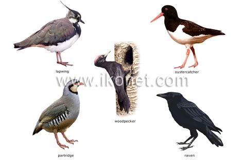 animal kingdom birds examples  birds image visual dictionary