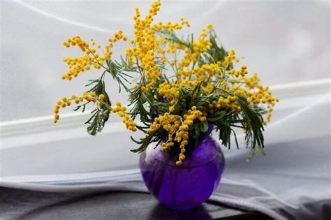 mimosa flower meaning  symbolism symbol sage