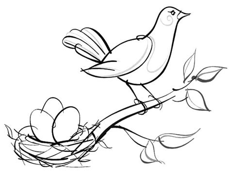 sketch  bird nest coloring pages  place  color